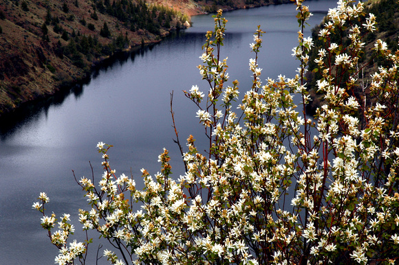 Flowering Serviceberry, (Muted) Crooked River