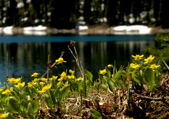 Blue Mountain Buttercup, an endemic of the WALLOWAS