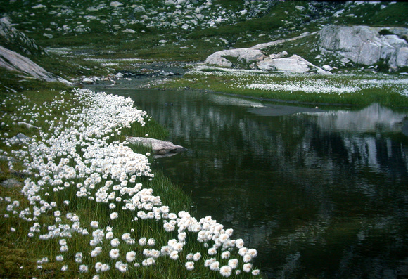 Woolgrass Tarn, at 2200 meters, the ALPS