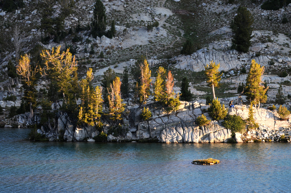 Whitebark Pines on solid granite, first light