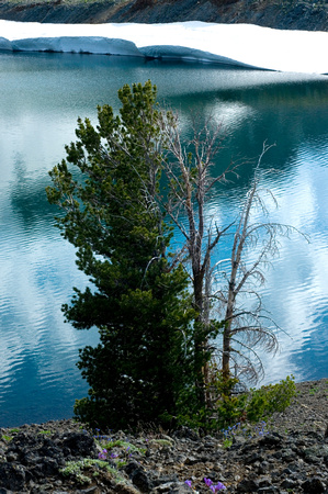 Limber Pines, Dollar Lake, Bonny Lakes Crossing