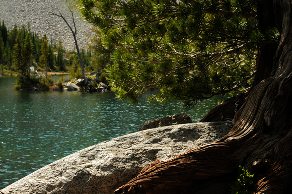 Whitebark Pine on Granite, Chimney Lake
