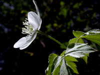 Forest Windflower