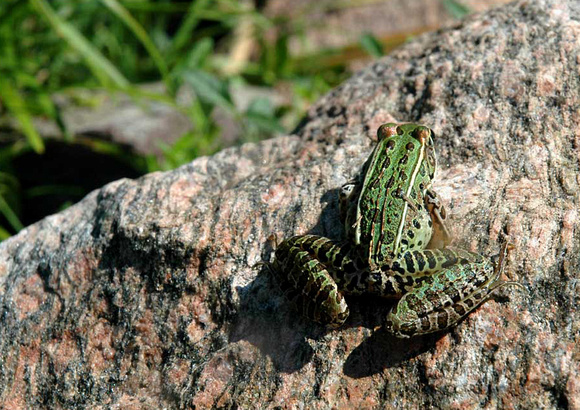 Leopard Frog (Rana pipiens), unambiguous spokesman for clear, clean water . .  .