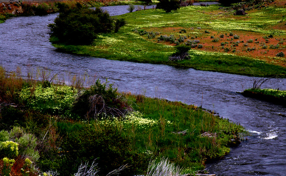 "Beautiful Fiends," White-top Cardaria draba) on the Powder River, result of 100 years of grazing in riparian