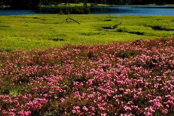 Pink Mountain Heather (Phylodoce emptriformis), August