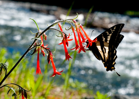 Scarlet Gilia, Swallowtail & Eagle Creek
