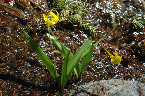 Glacier Lilies, spring snowmelt