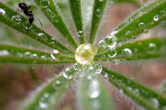 Lupine. Ant. Water drops . . .