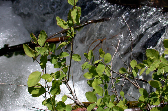 The Miracle of Snowberry Leaves & Spring Snowmelt