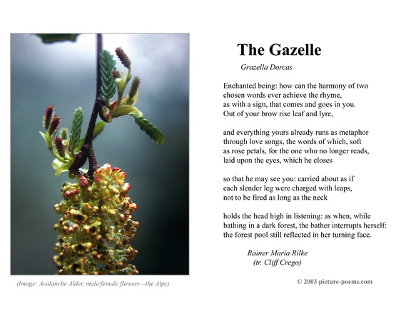 THE GAZELLE