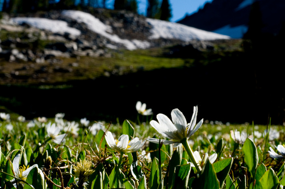 Alpine White Marsh-Marigolds (Caltha leptosepala), growing at 2500 m., snowmelt seep
