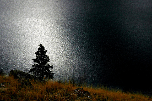 Tree above Water, Wallowa Lake, Oregon